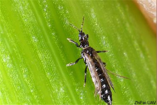 1500275827594067.jpg 20130318171919609.jpg