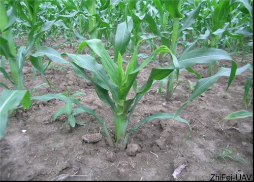 1500277016787899.jpg 粗矮病_副本.jpg